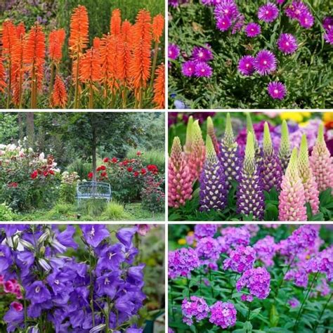 Plantes vivaces fleuries toute l’année : quelles espèces préférer? | Flowers perennials, Long ...