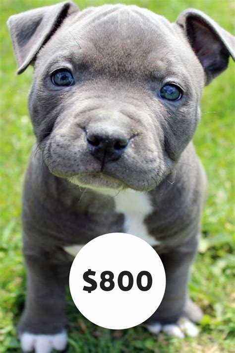 Pin on Blue nose pitbull puppies for sale