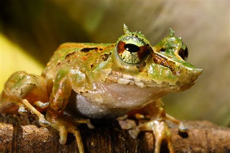 cutin | Cutín frog from the cloud forest in the Andes, Ecuad… | Flickr