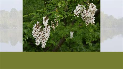 Tree Identification: Black Locust - Steigerwaldt Land Services