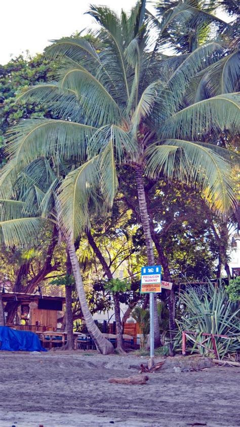 Rip Current Sign on the Beach Editorial Photo - Image of trees, water ...