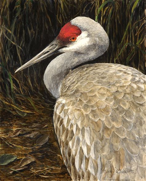 Sandhill Crane - Realistic Bird Wildlife Art Painting by K Whitworth - Pixels