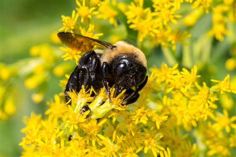 Conserving Pollination – North Branch Nature Center