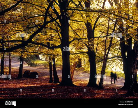 Windsor Great Park Stock Photo - Alamy