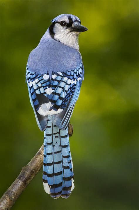 Blue Jay Feathers Photograph by Boris HD Photography - Fine Art America