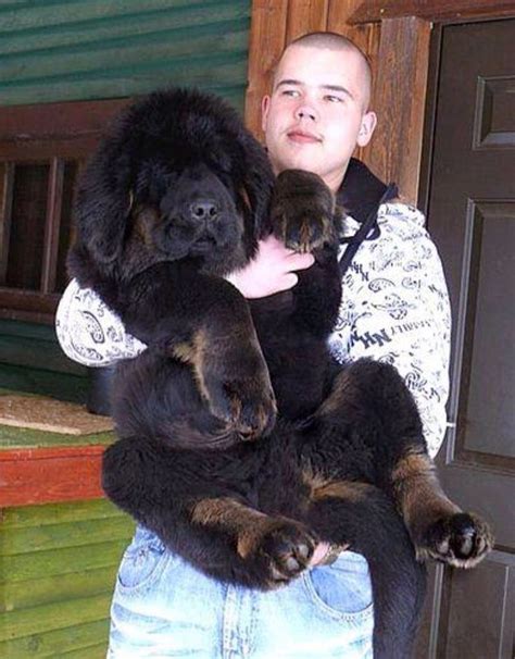 Mastiff | Tibetan mastiff puppy, Cute animals, Puppies