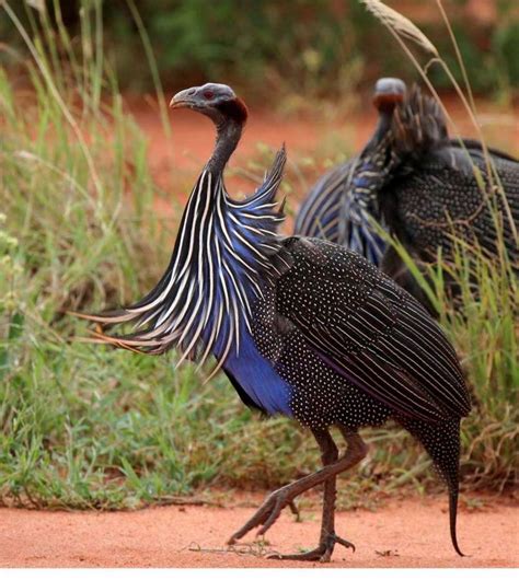 Vulturine Guineafowl - BirdForum Opus | BirdForum