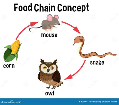 [DIAGRAM] Long Simple Food Chain Diagram - MYDIAGRAM.ONLINE