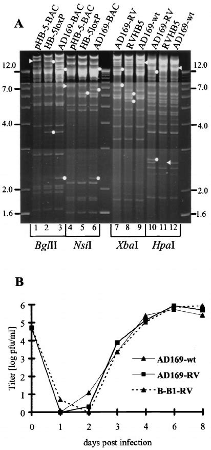 Recombinase Cre -mediated excision of the BAC vector sequences results... | Download Scientific ...