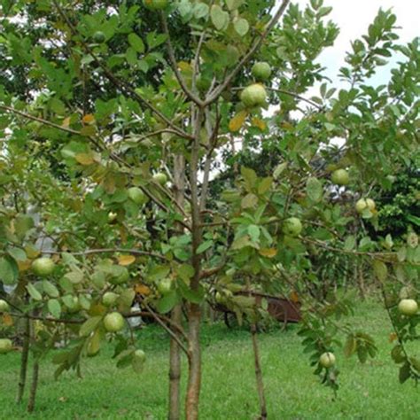 Buy Guava, Amrud Allahabadi - 0.5 kg Seeds online from Nurserylive at ...