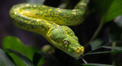 Green Tree Python - Los Angeles Zoo and Botanical Gardens