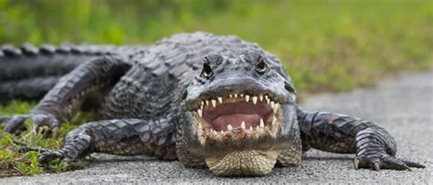 Biggest Real Alligator In The World