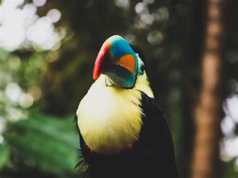 Wallpaper toucan, colorful, beak, bird desktop wallpaper, hd image, picture, background, e5b205 ...