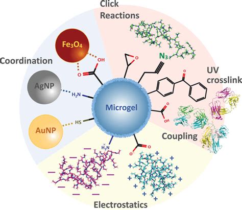 Modification of the microgel surface with synthetic polymers,... | Download Scientific Diagram