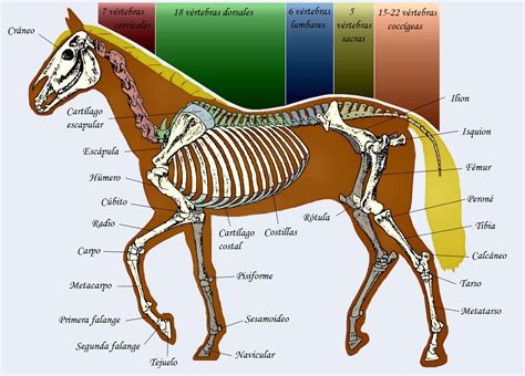 Paarden, Therapie