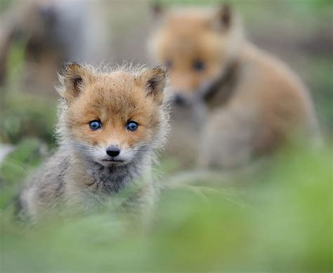 20 Adorable Baby Fox Photos | Cute overload - BabaMail