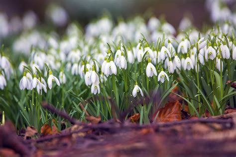 Snowdrop Flowers Free Stock Photo - Public Domain Pictures