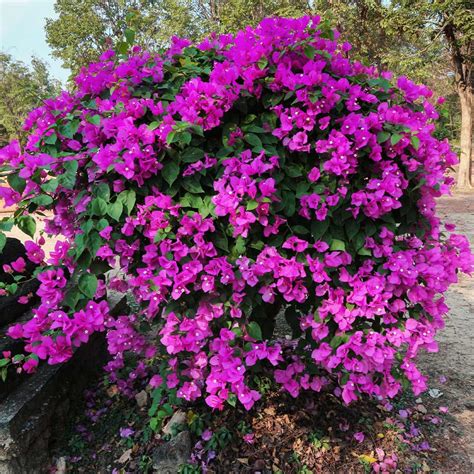 New River Purple Bougainvilleas for Sale– FastGrowingTrees.com