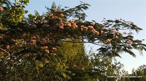 Mimosa - Albizia julibrissin INVASIVE PLANT - Growing The Home Garden