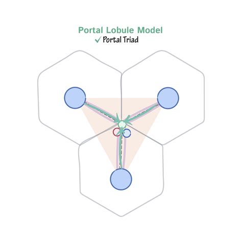 Histology Glossary: Liver: Portal Triad Model | Draw It to Know It