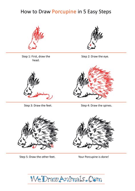 How to Draw a Realistic Porcupine