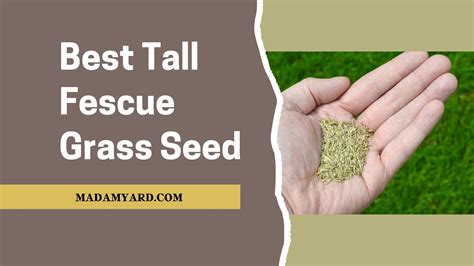 Best Tall Fescue Grass Seed For Your Lawn (2022)