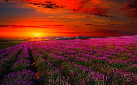 Lavender Field Sunset Wallpapers - Top Free Lavender Field Sunset Backgrounds - WallpaperAccess