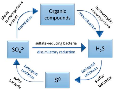 Sulfur Cycle Bacteria