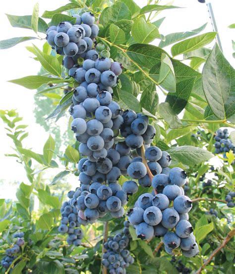 200++ Northern Highbush Blueberry Seeds - Honest Seed Co.