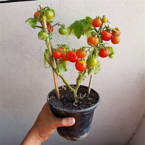 Tomate Cereja em Vaso - Como Plantar e Cultivar