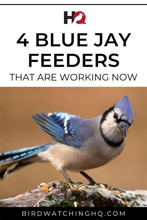 The 4 Blue Jay Feeders Working Best For Me (2021) - Bird Watching HQ ...