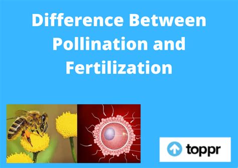 Difference Between Pollination and Fertilization in Tabular Form