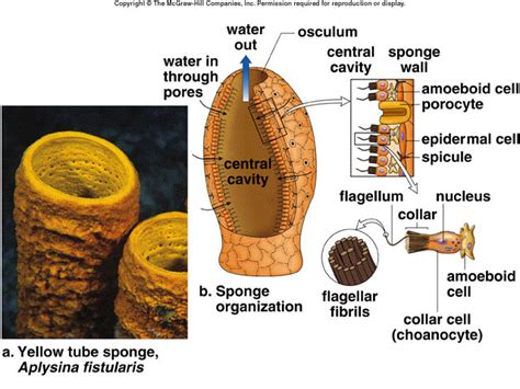 Where Does Respiration Occur In A Sponge