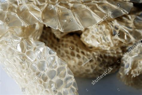 Snake Skin. Shedded Snake Skin. Snake molting isolated on white ...