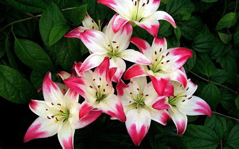 Pink And White Lilies Wallpapers - Wallpaper Cave