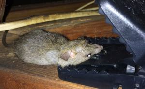 Roof Rats Invading SoCal | Pest Control Blog – Orange County