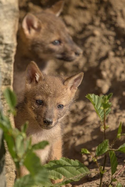 Golden Jackal Pups Emerge at NaturZoo Rheine | Animals, Cute animals, Newborn animals