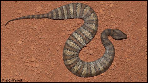 The Death Adder - Australia's Deadliest Ambush Predator