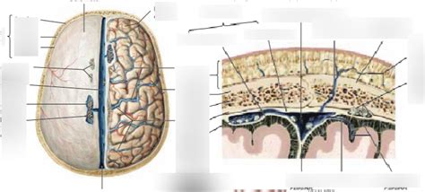 Dura mater Diagram | Quizlet