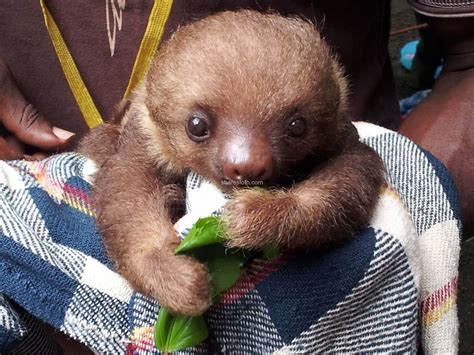 ΒΡΑΔΥΠΟΔΕΣ ( SLOTHS ) photos - wallpapers (ανανεωμένο) | the fun bank