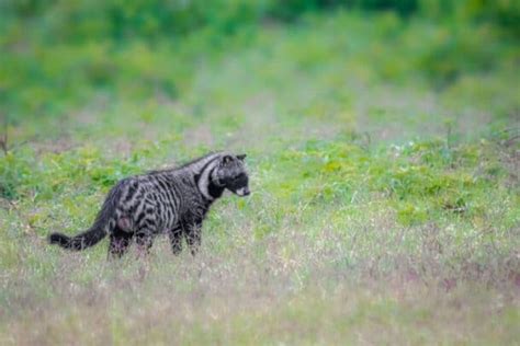 African Civet Facts: Find Out More About This Secretive Species