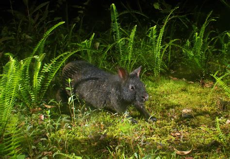 The Amami Rabbit: A Living Fossil in the Wilds of Amami Ōshima | Nippon.com