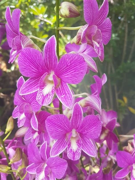 Dendrobium Orchidom Candy