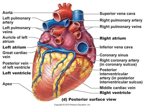 Heart labeled | Cardiac anatomy, Heart arteries, Human heart diagram