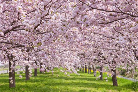 16 Cherry Blossoms Facts - Cherry Blossoms and Blossom Tree Trivia