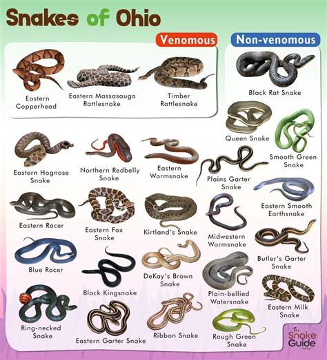 List of Common Venomous and Non-venomous Snakes in Ohio with Pictures