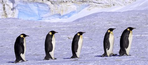 March of the Penguins – Crandell Theatre