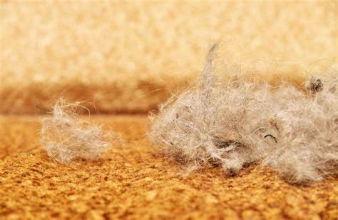 How to Keep Cat Hair Out of PC - Animal Kooky