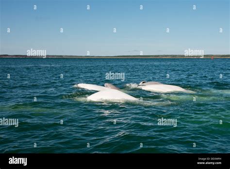 Canada, Manitoba, Churchill. Churchill River Estuary, wild beluga whales (Delphinapterus leucas ...