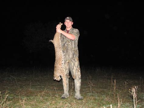 Bobcat Hunt : Dan Moody Texas Hunting Guide Services